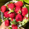 strawberry
