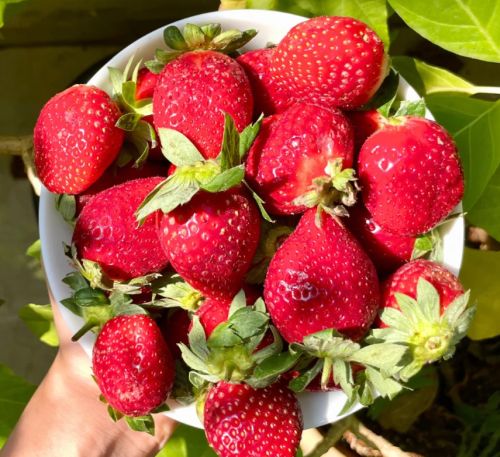 strawberry