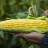sweet corn seeds