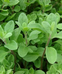 Sweet Marjoram seeds
