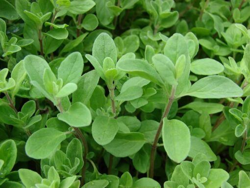 SWEET MARJORAM