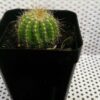 Notocactus
