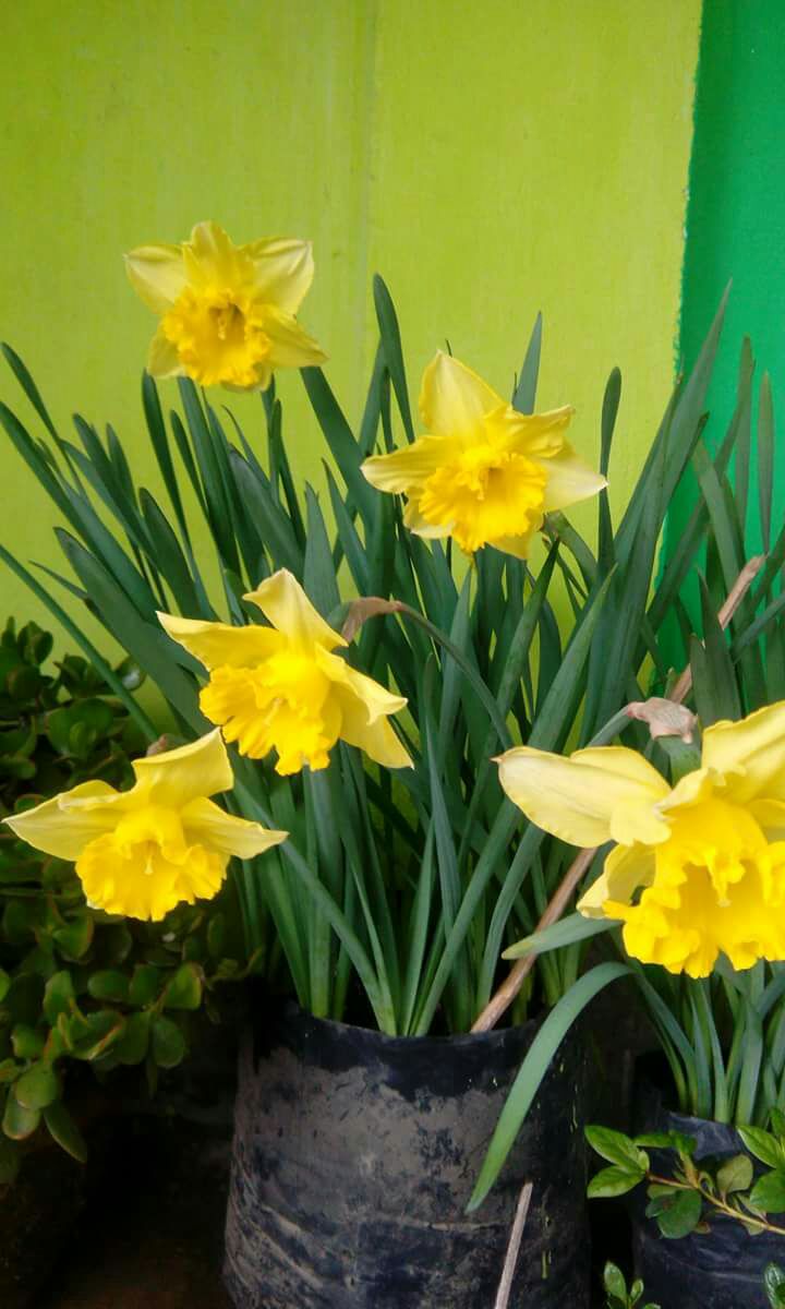 Nargis or Narcissus Daffodil Flower Bulb (Pack of 5) Dark and light