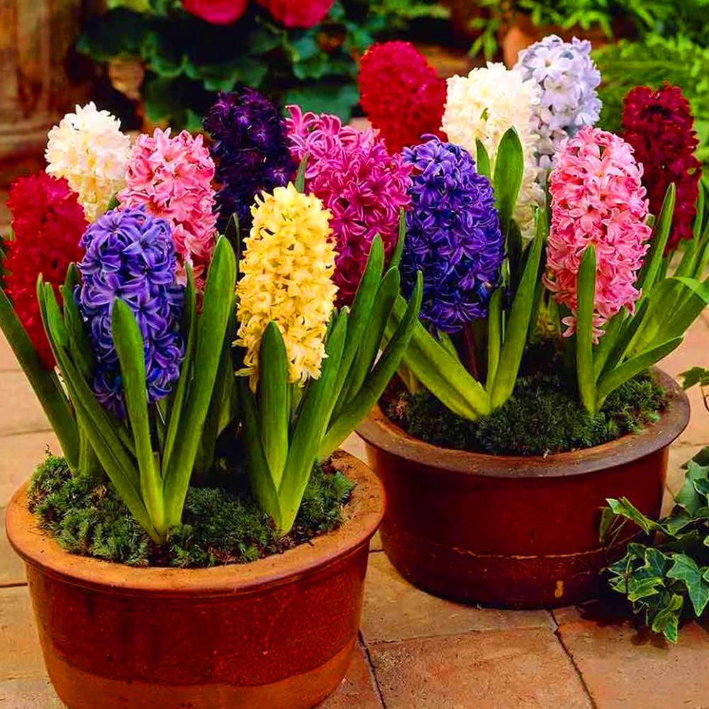 Hyacinth Bulbs pack of 20 Mix color