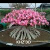 KHZ DD Adenium Seeds