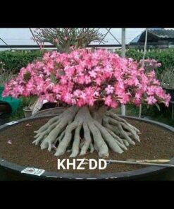 KHZ DD Adenium Seeds