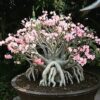 Suaynampetch Adenium
