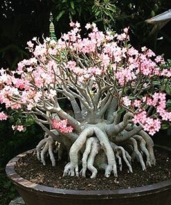 Suaynampetch Adenium