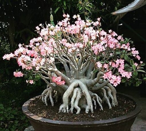 Suaynampetch Adenium