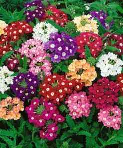 VERBENA HYBRID COMPACTA / MIX