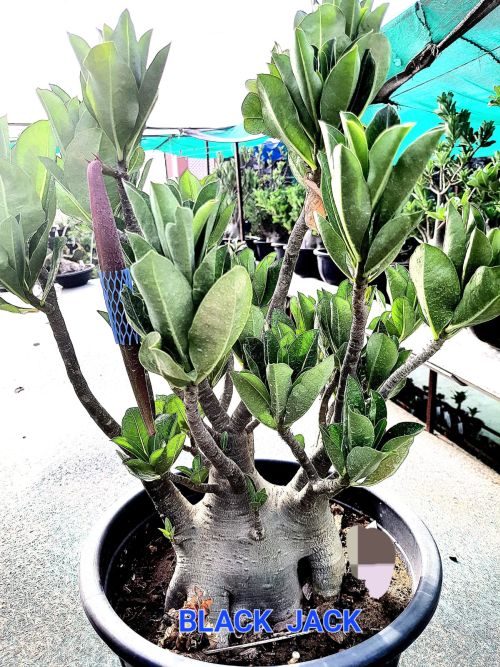Adenium Black Jack