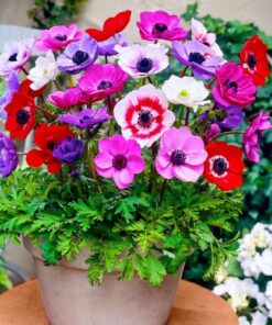 Anemone flower bulb