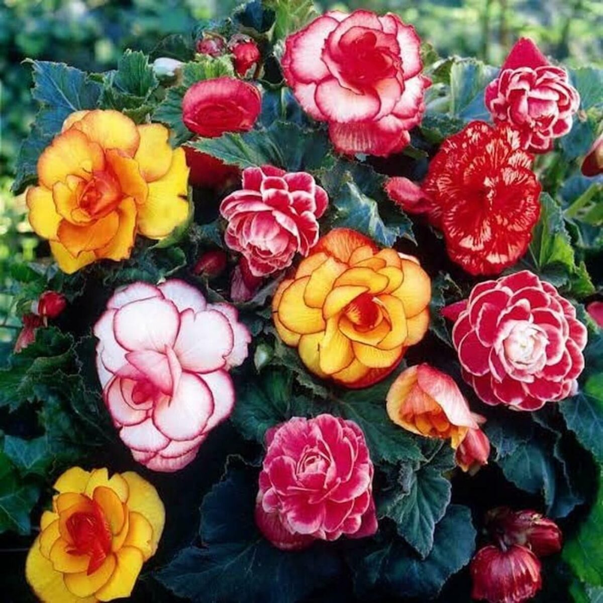 Begonia bulbs perennial flower bulbs mix color for al season