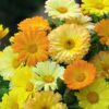 calendula fiesta