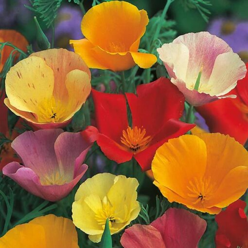 California Poppy