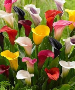 Calla lilly bulbs