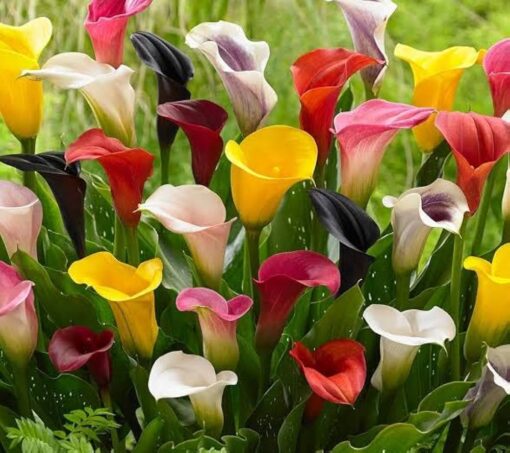 calla mix