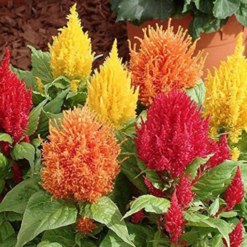 celosia plumosa