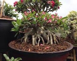 Adenium Cha da phet