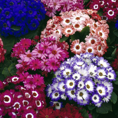 Cineraria Hansa Dwarf Multi Mix Seed Bright Colours Annual Shade Loving