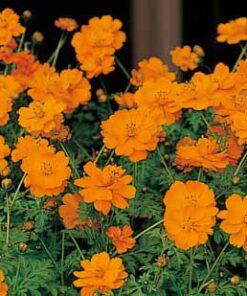 cosmos ladybird orange