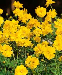 cosmos ladybird yellow