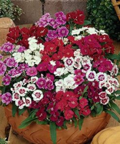 Dianthus Seeds