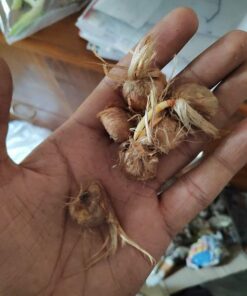 saffron bulb