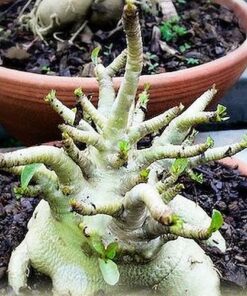 Adenium Golden Crown