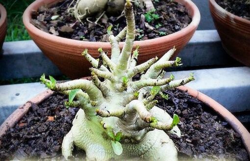 Adenium Golden Crown