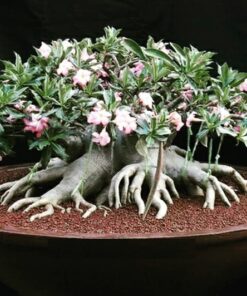 Adenium Green Arabicum