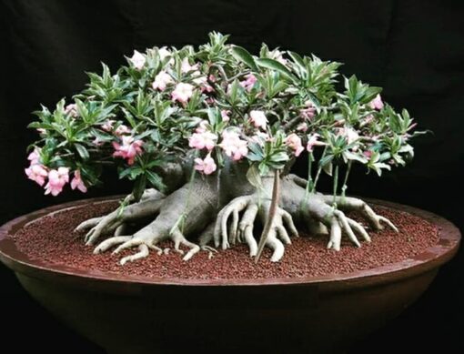 Green arabicum adenium seeds