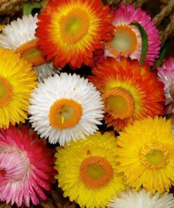 Helichrysum Seeds