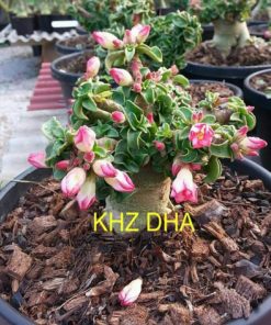 Adenium KHZ DHA