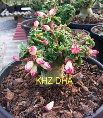 Adenium KHZ DHA seeds online in india, rare adenium fresh seeds