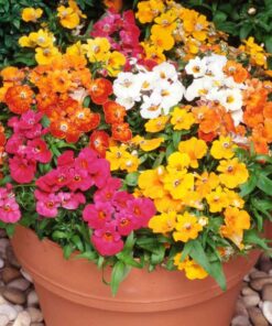 Nemesia Seeds