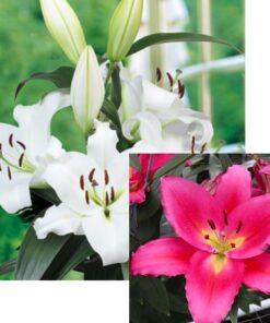 Oriental lily mix