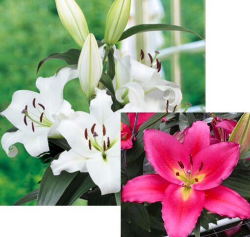 Oriental lily mix