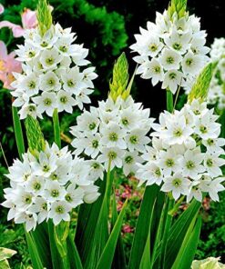 Ornithogalum Bulbs