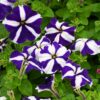Petunia Blue Star