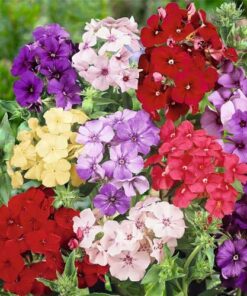 Phlox Seeds