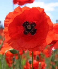 Poppy Shirley Seeds