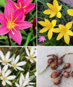 Rain lily Bulbs