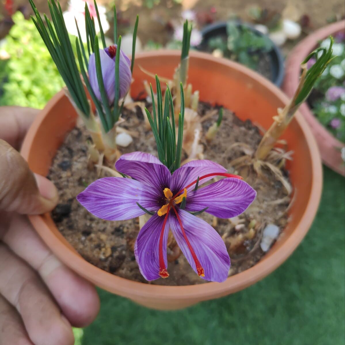 potted plant liners Sprout Planter