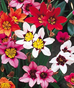 Sparaxis Flower Bulbs Pack Of 5 Buy At Seedsnpots Com