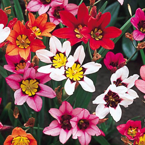 Sparaxis Flower bulbs