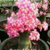 Adenium Super Dorkdok