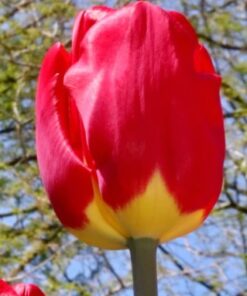 tulip fostery
