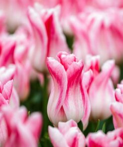 Tulip Holland Chic