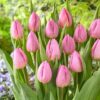 Tulip Pink Prince